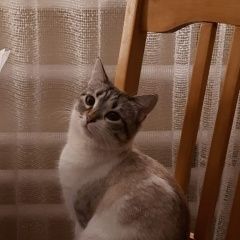 Подробнее об объявлении «Пропала кошка Кагальницкая» Фото: пропала кошка  «Пропала кошка Кагальницкая» в г. Кагальницкая