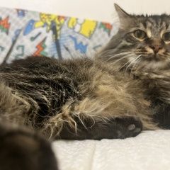 Подробнее об объявлении «Пропала кошка Москва» Фото: пропала кошка Сибирская кошка «Пропала кошка Москва» в г. Москва