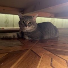 Подробнее об объявлении «Пропал кот Астрахань» Фото: пропала кошка  «Пропал кот Астрахань» в г. Астрахань