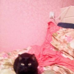 Подробнее об объявлении «Пропал кот. Елец» Фото: пропала кошка  «Пропал кот. Елец» в г. Елец