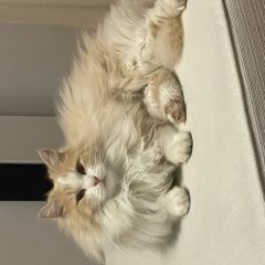 Подробнее об объявлении «Пропал кот Батайск» Фото: пропала кошка  «Пропал кот Батайск» в г. Батайск