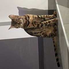 Подробнее об объявлении «Пропал кот бенгальский кот Энгельс» Фото: пропала кошка  «Пропал кот бенгальский кот Энгельс» в г. Энгельс