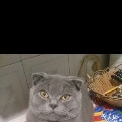 Подробнее об объявлении «Пропал кот Майкоп (Адыгея)» Фото: пропала кошка Британская короткошерстная кошка «Пропал кот Майкоп (Адыгея)» в г. Майкоп (Адыгея)