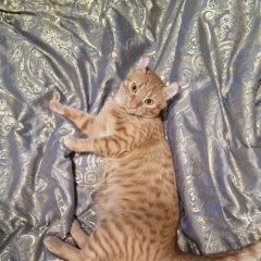 Подробнее об объявлении «Пропал кот Тамбов» Фото: пропала кошка  «Пропал кот Тамбов» в г. Тамбов