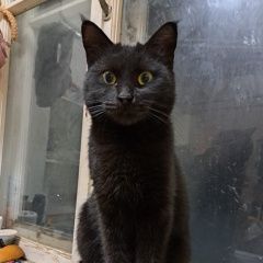 Подробнее об объявлении «Пропала кошка Ростов-на-Дону» Фото: пропала кошка  «Пропала кошка Ростов-на-Дону» в г. Ростов-на-Дону