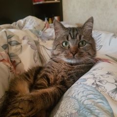 Подробнее об объявлении «Пропал кот Курск» Фото: пропала кошка  «Пропал кот Курск» в г. Курск