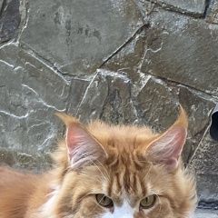 Подробнее об объявлении «Пропал кот майн-кун рыжий Симферополь» Фото: пропала кошка Мейн-кун «Пропал кот майн-кун рыжий Симферополь» в г. Симферополь