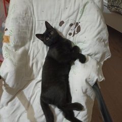 Подробнее об объявлении «Пропал кот чёрный котик Сочи» Фото: пропала кошка  «Пропал кот чёрный котик Сочи» в г. Сочи