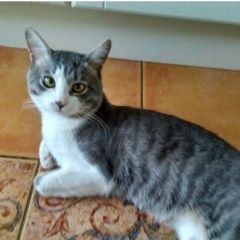 Подробнее об объявлении «Пропал котик Москва» Фото: пропала кошка  «Пропал котик Москва» в г. Москва