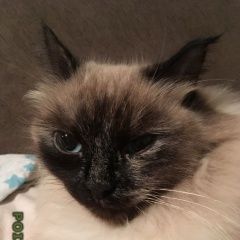 Подробнее об объявлении «Пенза Пропала кошка помогите найти кошечку» Фото: пропала кошка  «Пенза Пропала кошка помогите найти кошечку» в г. Пенза