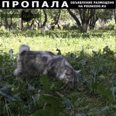 Подробнее об объявлении «Видное Пропала кошка.гаевского» Фото: пропала кошка Курильский бобтейл «Видное Пропала кошка.гаевского» в г. Видное