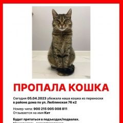 Подробнее об объявлении «Пропала кошка вознаграждение 5000 Москва» Фото: пропала кошка  «Пропала кошка вознаграждение 5000 Москва» в г. Москва