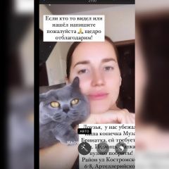 Подробнее об объявлении «Калининград (Кенигсберг) Пропала кошка британской породы» Фото: пропала кошка Британская короткошерстная кошка «Калининград (Кенигсберг) Пропала кошка...» в г. Калининград (Кенигсберг)