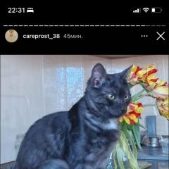 Подробнее об объявлении «Пропал кот Ангарск» Фото: пропала кошка  «Пропал кот Ангарск» в г. Ангарск