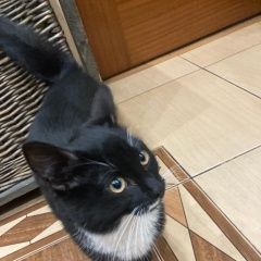 Подробнее об объявлении «Пропала кошка Москва» Фото: пропала кошка  «Пропала кошка Москва» в г. Москва