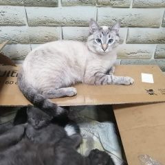 Подробнее об объявлении «Пропала кошка Москва» Фото: пропала кошка Тайская кошка «Пропала кошка Москва» в г. Москва