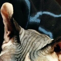 Подробнее об объявлении «Пропала кошка 204 квартал Ставрополь» Фото: пропала кошка Сфинкс «Пропала кошка 204 квартал Ставрополь» в г. Ставрополь