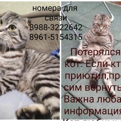 Подробнее об объявлении «Пропал кот британец вислоухий в гайдуке Новороссийск» Фото: пропала кошка Британская длинношерстная кошка «Пропал кот британец вислоухий в гайдуке...» в г. Новороссийск