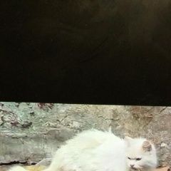 Подробнее об объявлении «Пропала кошка выпала с 8 этажа Москва» Фото: пропала кошка  «Пропала кошка выпала с 8 этажа Москва» в г. Москва