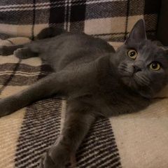 Подробнее об объявлении «Пропал кот Быково (Московская обл.)» Фото: пропала кошка  «Пропал кот Быково (Московская обл.)» в г. Быково (Московская обл.)