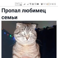 Подробнее об объявлении «Волгоград Пропал кот любимец семьи» Фото: пропала кошка  «Волгоград Пропал кот любимец семьи» в г. Волгоград