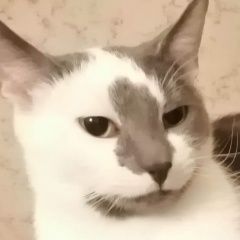 Подробнее об объявлении «Пропал кот в тушино Москва» Фото: пропала кошка  «Пропал кот в тушино Москва» в г. Москва