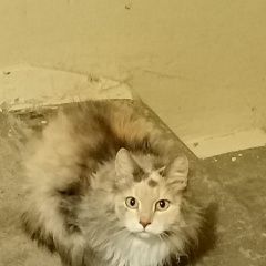Подробнее об объявлении «Пропала кошка ищем Уфа» Фото: пропала кошка  «Пропала кошка ищем Уфа» в г. Уфа