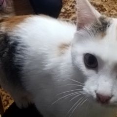 Подробнее об объявлении «Пропала кошка Ижевск» Фото: пропала кошка  «Пропала кошка Ижевск» в г. Ижевск