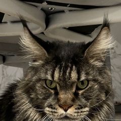 Подробнее об объявлении «Пропал кот мейн кун Истра» Фото: пропала кошка Мейн-кун «Пропал кот мейн кун Истра» в г. Истра