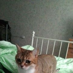 Подробнее об объявлении «Пропала кошка Москва» Фото: пропала кошка  «Пропала кошка Москва» в г. Москва