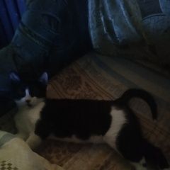 Подробнее об объявлении «Пропал кот помогите вернуть котика домой Красный Сулин» Фото: пропала кошка  «Пропал кот помогите вернуть котика домой...» в г. Красный Сулин