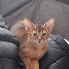 Подробнее об объявлении «Пропал котёнок Омск» Фото: пропала кошка Абиссинская кошка «Пропал котёнок Омск» в г. Омск