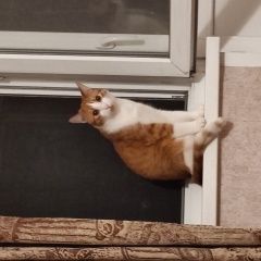 Подробнее об объявлении «Пропала кошка кот по кличке кекич Буденновск» Фото: пропала кошка  «Пропала кошка кот по кличке кекич Буденновск» в г. Буденновск