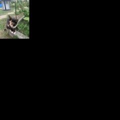 Подробнее об объявлении «Пропала кошка Орехово-Зуево» Фото: пропала кошка  «Пропала кошка Орехово-Зуево» в г. Орехово-Зуево