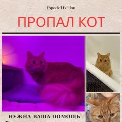 Подробнее об объявлении «Пропал кот на ул. юбилейная Шарья» Фото: пропала кошка  «Пропал кот на ул. юбилейная Шарья» в г. Шарья