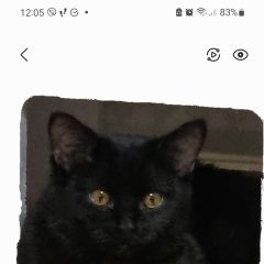 Подробнее об объявлении «Пропал кот чёрный котик яшка. Энгельс» Фото: пропала кошка  «Пропал кот чёрный котик яшка. Энгельс» в г. Энгельс