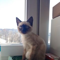 Подробнее об объявлении «Пропал кот пожалуйста помогите найти котёнка Новомосковск» Фото: пропала кошка Сиамская кошка «Пропал кот пожалуйста помогите найти котёнка...» в г. Новомосковск