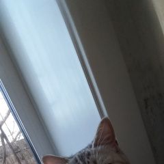 Подробнее об объявлении «Пропала кошка кошечка Иркутск» Фото: пропала кошка  «Пропала кошка кошечка Иркутск» в г. Иркутск