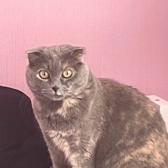 Подробнее об объявлении «Пропала кошка Самара» Фото: пропала кошка Шотландский сеттер (гордон) «Пропала кошка Самара» в г. Самара