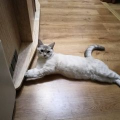 Подробнее об объявлении «Пропал кот помогите найти Вязьма» Фото: пропала кошка  «Пропал кот помогите найти Вязьма» в г. Вязьма