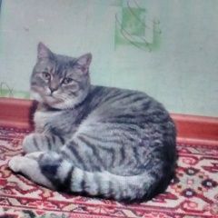Подробнее об объявлении «Пропала кошка котик кузя. Барнаул» Фото: пропала кошка  «Пропала кошка котик кузя. Барнаул» в г. Барнаул