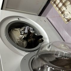 Подробнее об объявлении «Пропала кошка Хабаровск» Фото: пропала кошка  «Пропала кошка Хабаровск» в г. Хабаровск