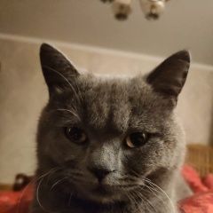 Подробнее об объявлении «Пропал кот. Саранск» Фото: пропала кошка  «Пропал кот. Саранск» в г. Саранск