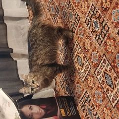 Подробнее об объявлении «Пропала кошка Казань» Фото: пропала кошка Сибирская кошка «Пропала кошка Казань» в г. Казань
