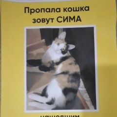 Подробнее об объявлении «Пропала кошка вознаграждение Альметьевск» Фото: пропала кошка  «Пропала кошка вознаграждение Альметьевск» в г. Альметьевск