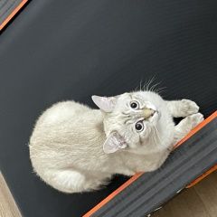 Подробнее об объявлении «Пропала кошка зовут рио, девочка. около 8-9 месяцев Актобе (Актюбинск)» Фото: пропала кошка Тайская кошка «Пропала кошка зовут рио, девочка. около 8-9...» в г. Актобе (Актюбинск)