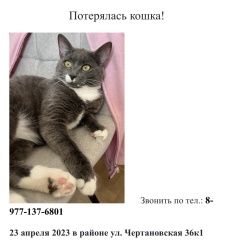 Подробнее об объявлении «Пропала кошка Москва» Фото: пропала кошка  «Пропала кошка Москва» в г. Москва
