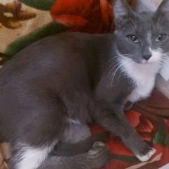Подробнее об объявлении «Пропала кошка Барнаул» Фото: пропала кошка  «Пропала кошка Барнаул» в г. Барнаул