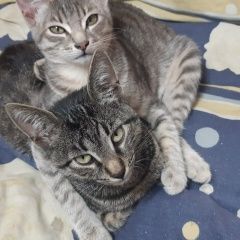 Подробнее об объявлении «Пропала кошка светло серая Сходня» Фото: пропала кошка  «Пропала кошка светло серая Сходня» в г. Сходня