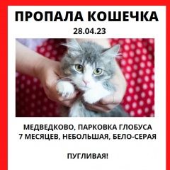 Подробнее об объявлении «Пропала кошка домашняя Москва» Фото: пропала кошка  «Пропала кошка домашняя Москва» в г. Москва